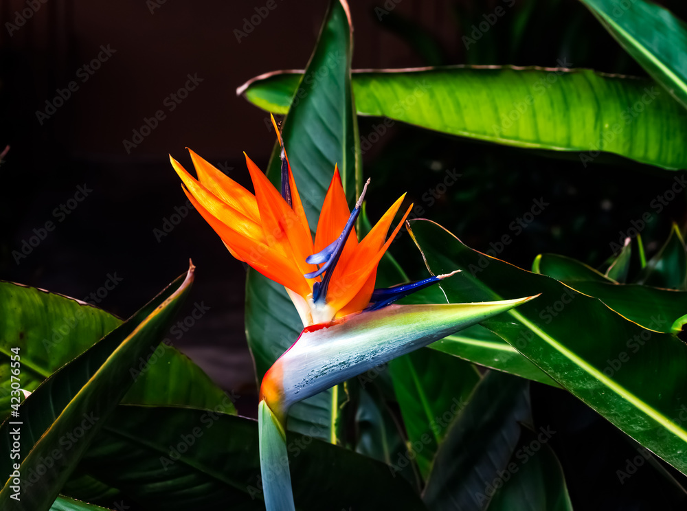 Obraz premium vibrantly colored bird of paradise plant closeup dark green leaf background