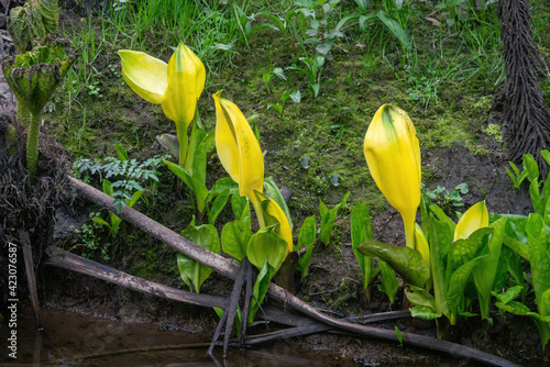 American skunk cabbage blossoms in spring photo