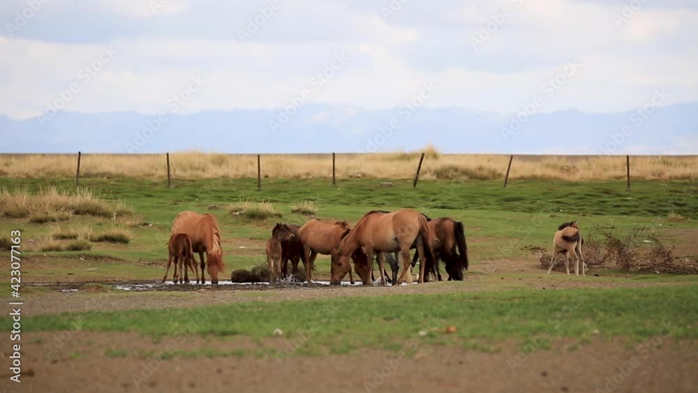 Stunning long shot of horse herd drinking water in dry grassland farm with huge picturesque mountains in the background in grass field