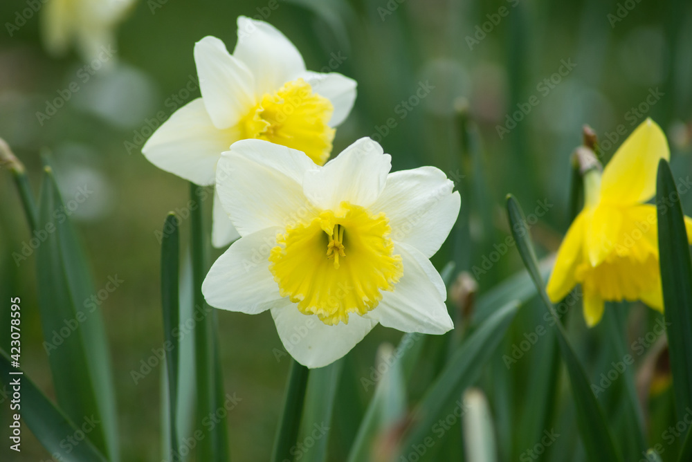 Closeup of yelllow daffodils in a public garden Closeup of yelllow daffodils in a public garden