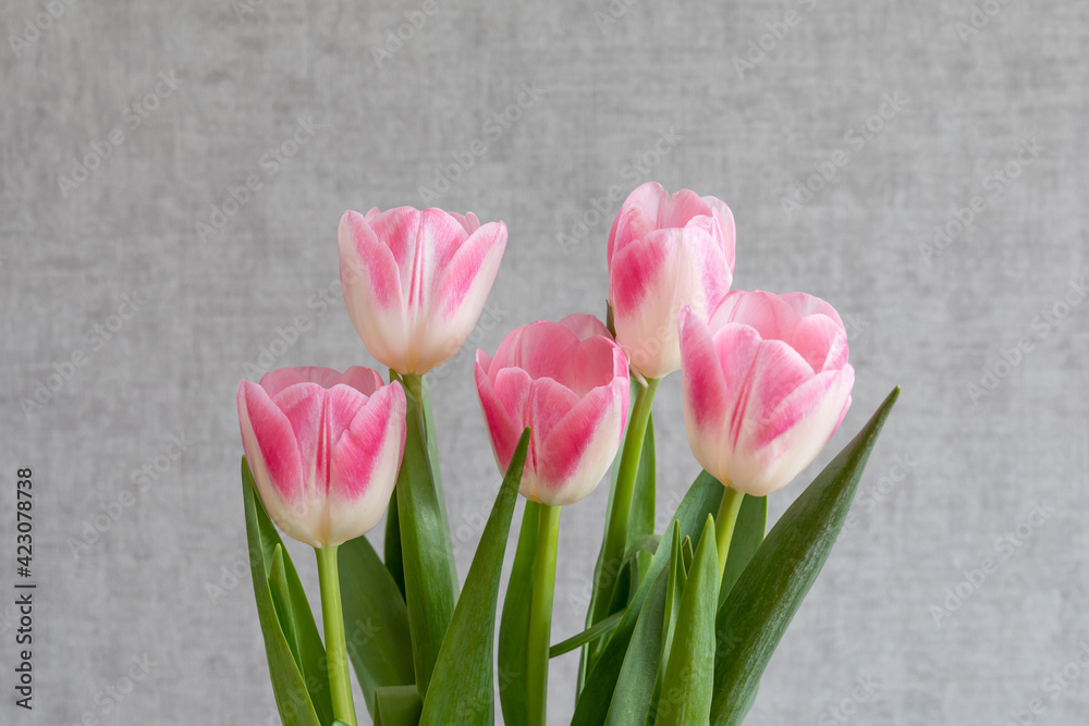 A bouquet of pink tulips on a gray wall background.