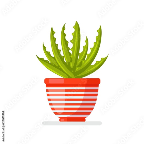 Aloe vera potted plants. Mexican houseplant for hobbies. Vector illustration