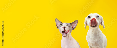 Banner two funny hungry pets  dog and sphynx cat licking its lips. Isolated on yellow backgorund.