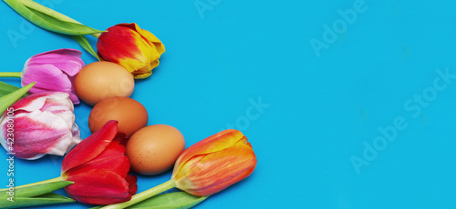 Space for text. Red tulips with natrural eggs on a blue background. photo