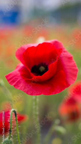 Close up of red poppy flower in the foreground on blurred field meadow background.Floral design with summer wildflowers.Remembrance day Anzac day memory symbol of First World War.Drug opium