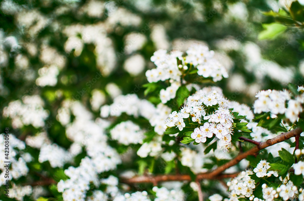 Lovely delicate cherry blossom in warm spring weather for background Lovely delicate cherry blossom in warm spring weather for background