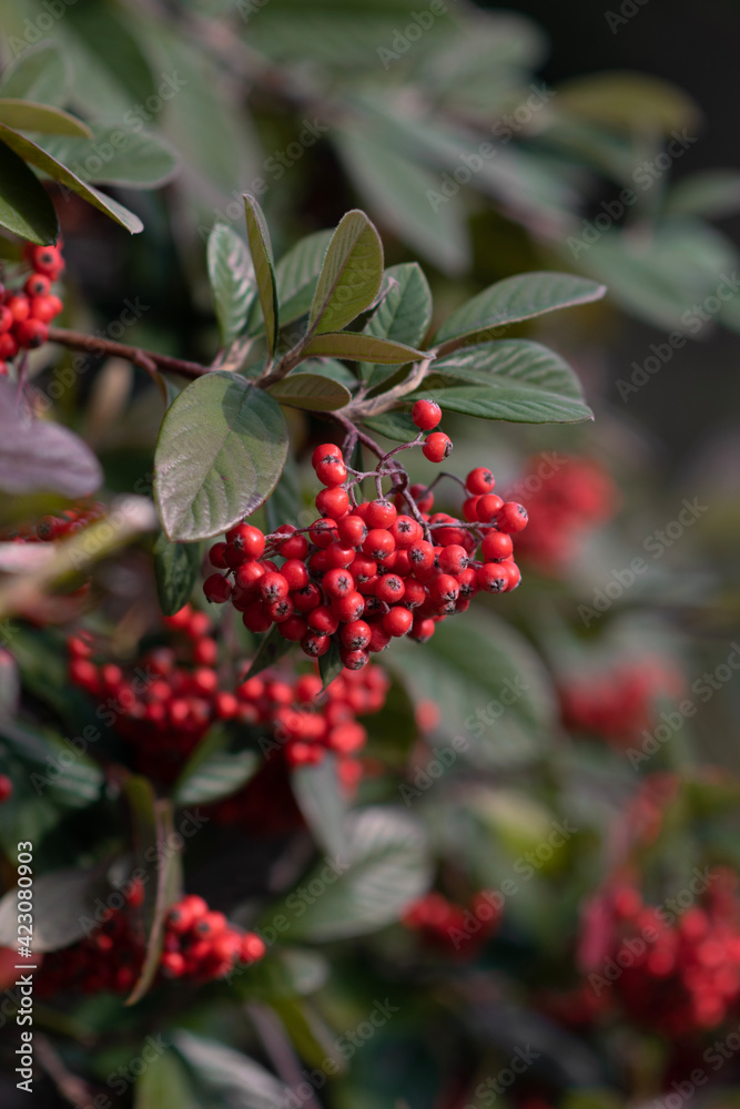 Bush with lots of red berries on branches, autumnal background. Close-up colorful autumn wild bushes with red berries in the park Bush with lots of red berries on branches, autumnal background. Close-up colorful autumn wild bushes with red berries in the park
