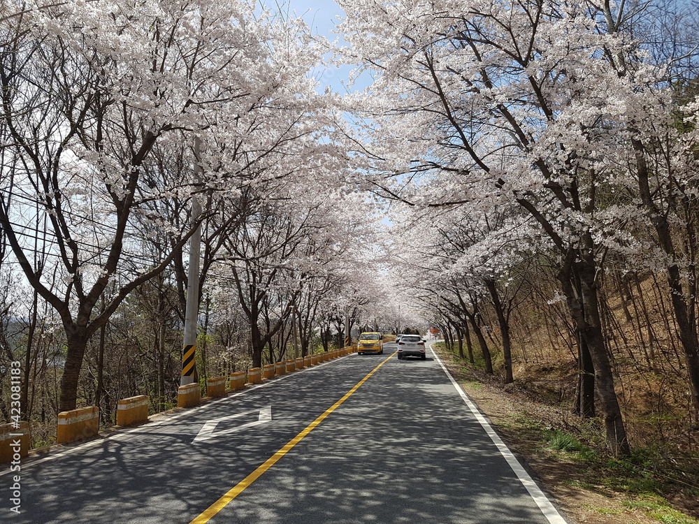 Fototapeta premium 벗꽃2