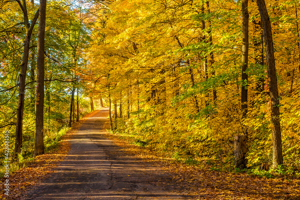 roadway in colorful autumn forest