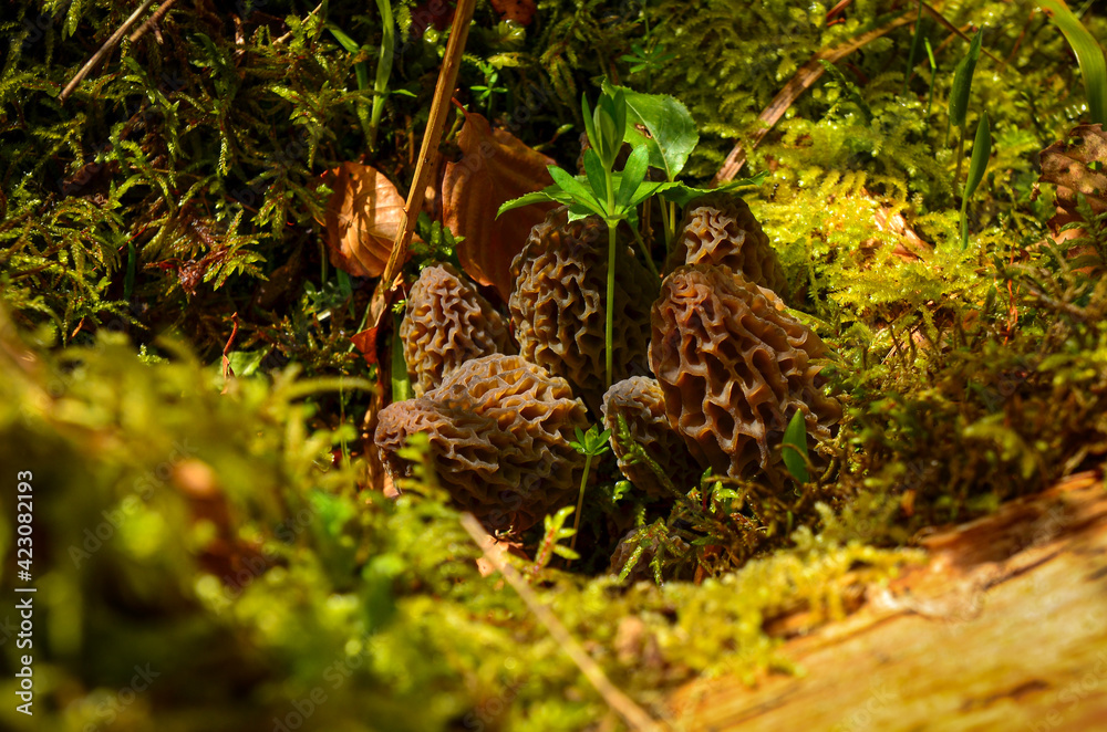 morel mushrooms on the ground