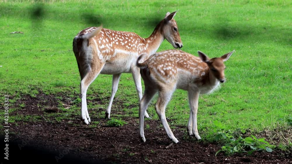 fallow deer in a wildlife park
fallow deer in a wildlife park