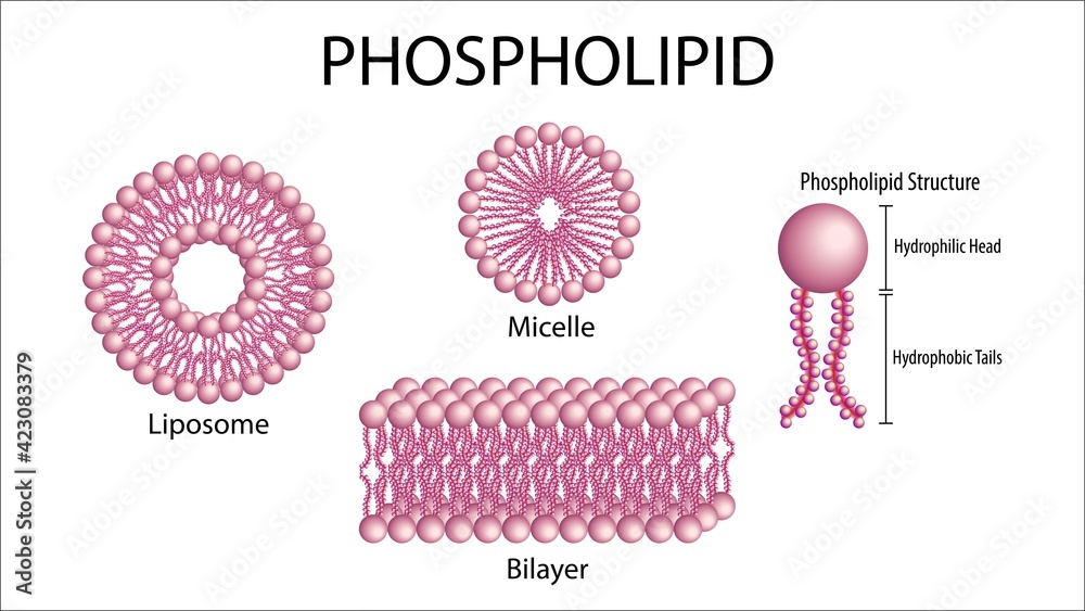 Phospholipid Membrane Cell StockIllustration Adobe Stock