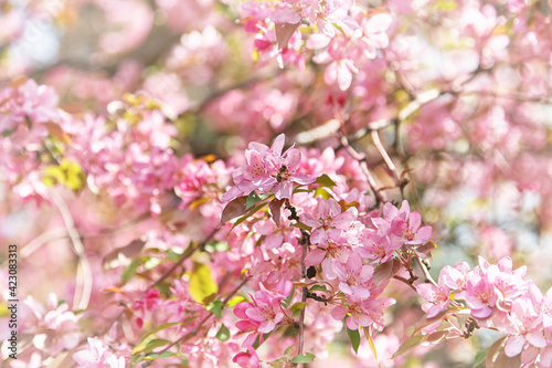 Pink flowers on branch of the tree in the garden. Beautiful cherry blossom at bright sunny day. Symbol of the new life born in spring.