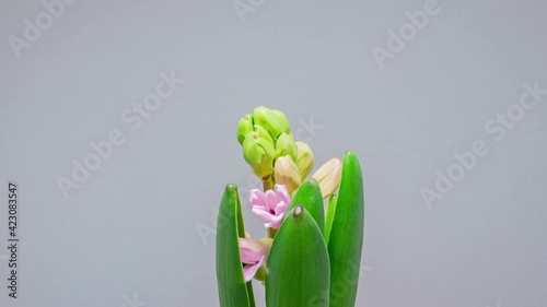 Awaking Power. Lovely Blossom of Pink Hyacinth. The concept of Continuation of the race and awakening after a long hibernation, winter dormancy