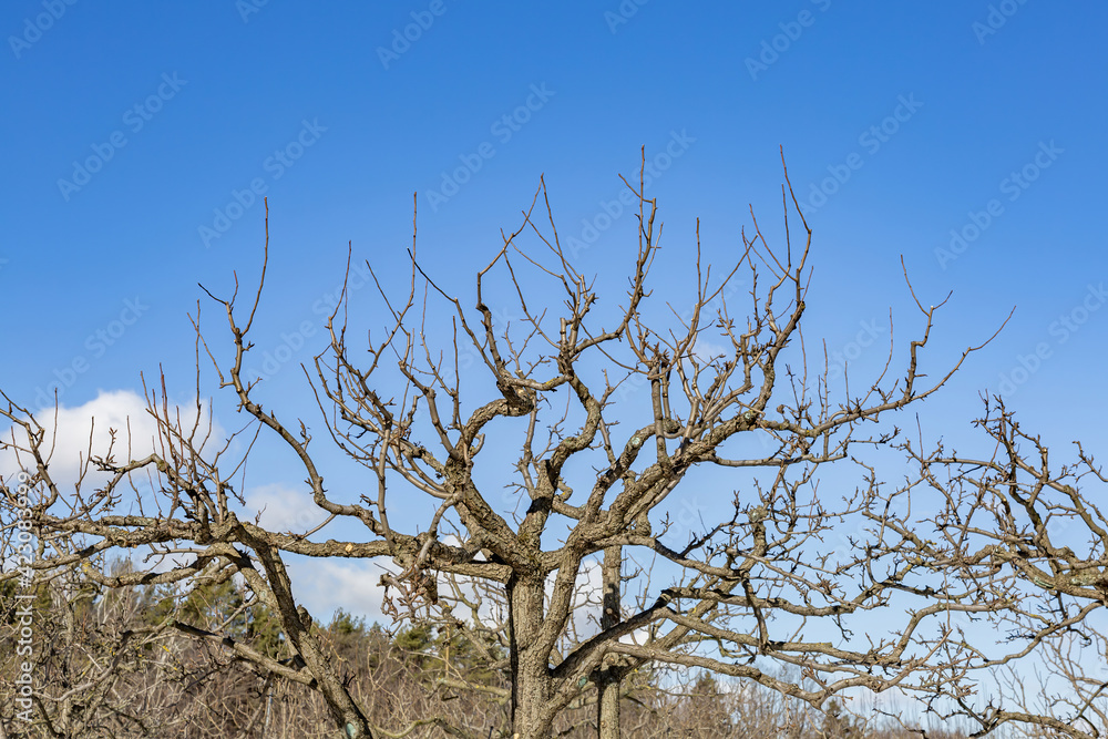 Unusual branches of a dry dry deciduous tree against a bright blue sky Unusual branches of a dry dry deciduous tree against a bright blue sky