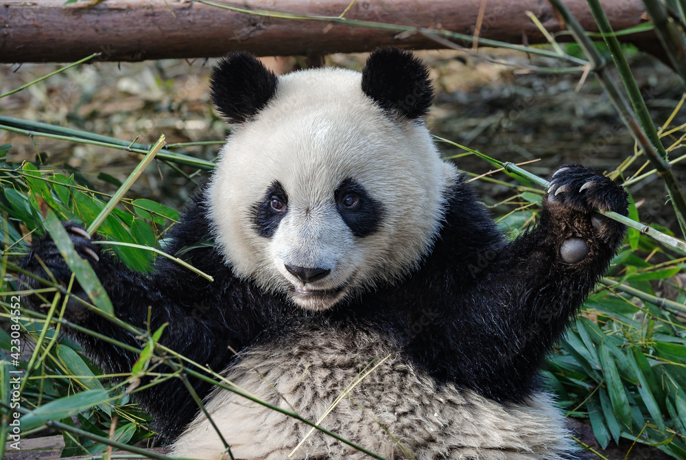 Fototapeta premium Giant panda bear eating bamboo in forest