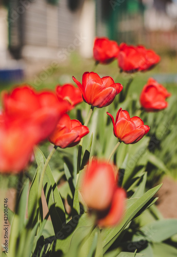 Spring red tulips in garden, springtime flowers, growing floral