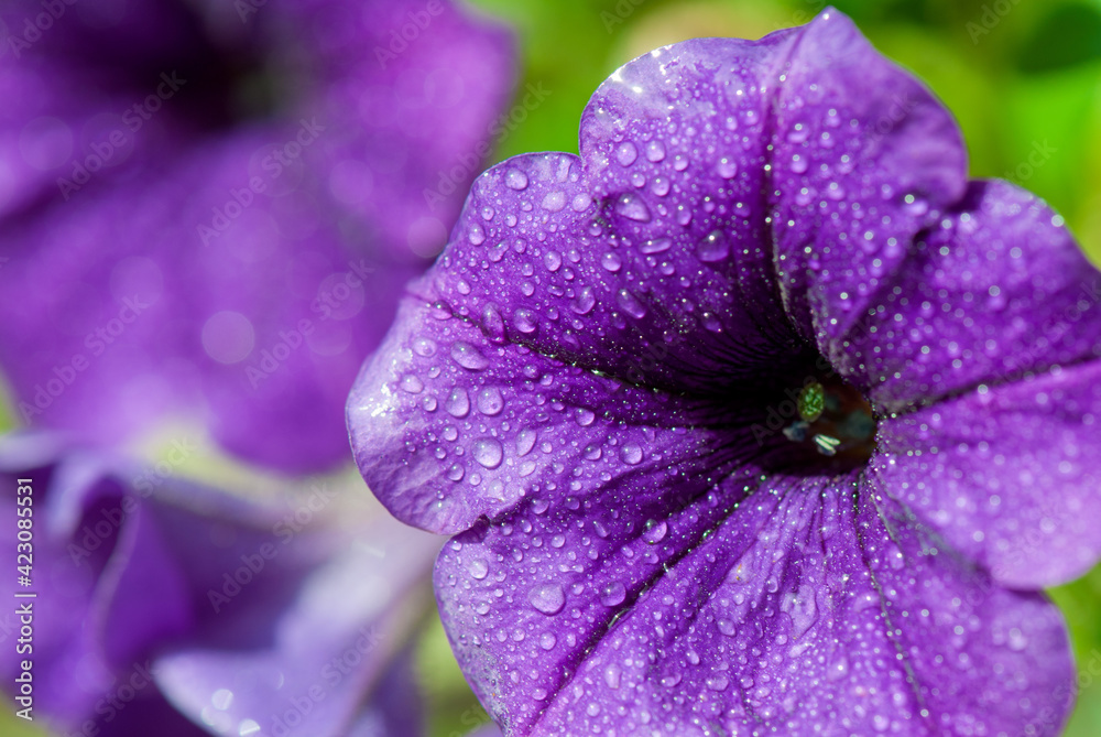 Purple colorful flower macro shot
