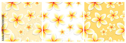 Frangipani . Plumeria. Tropical Flowers. Seamless Pattern Backgrounds. Vector Illustration