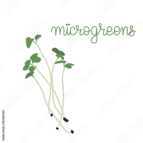 Microgreens vector illustraion with hand lettering. Young green sprouts. Source of nutrients and vitamins. Healthy meal concept.