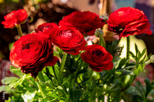 Red ranunculus flowers with bud and green plant stems  shallow depth of field  selective focus