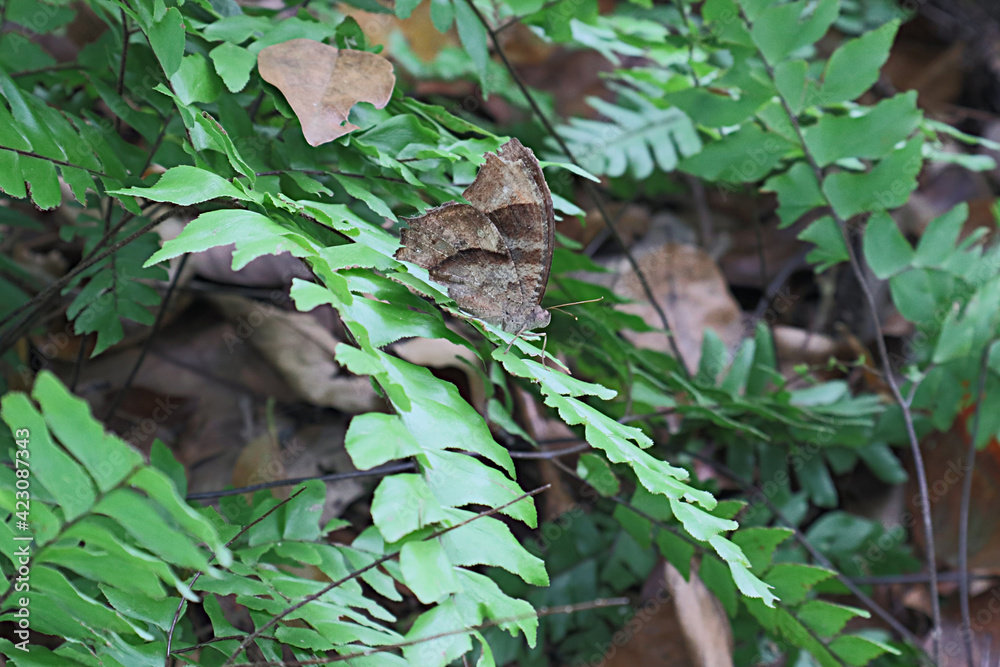 A common evening brown butterfly on fern frond with fern frond