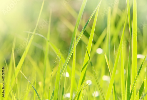 Green grass with sunlights blurred summer spring natural background.