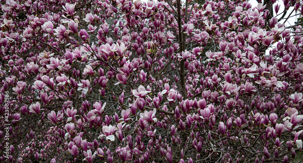 magnolia tree with flowers 