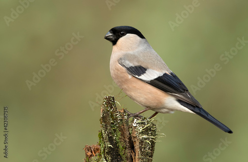 Fototapeta Naklejka Na Ścianę i Meble -  Eurasian bullfinch female ( Pyrrhula pyrrhula )