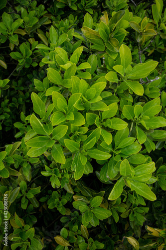 juicy green young leaves in spring