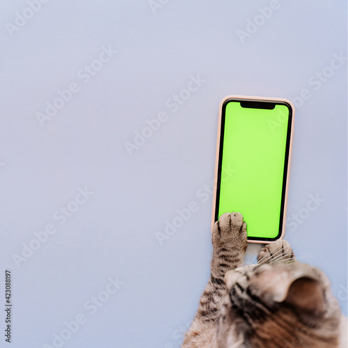 cat paws on chromakey screen of a mobile phone. modern technologies. social networks in the modern world. blue background. the cat uses the phone. copy space, advertising