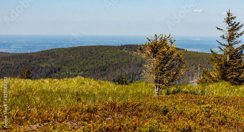 Wallpaper Mural Panorama of Jizera mountains at sunny day with small trees and bushes in front of Torontodigital.ca