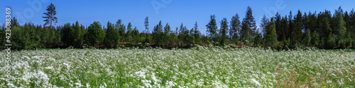 Wide panorama of beautiful summer field full with cow parsley white flowers, blurry forest with blue sky at background. Flowers known also as wild chervil, wild beaked parsley, or keck.