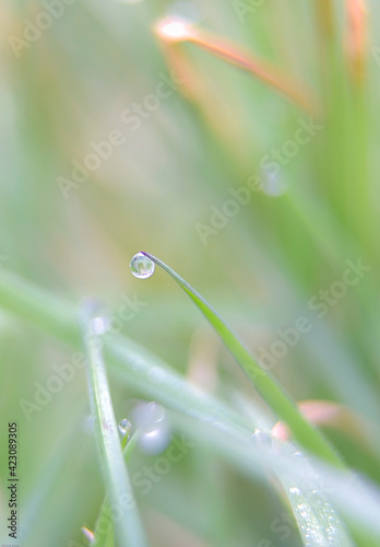 Drop of rain on the grass
