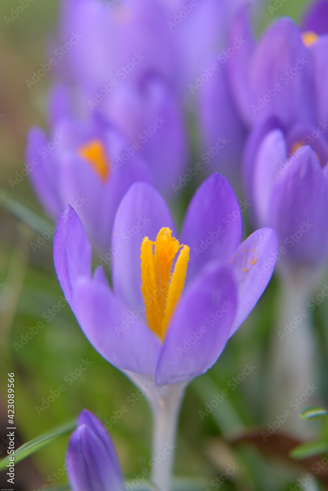 Crocus