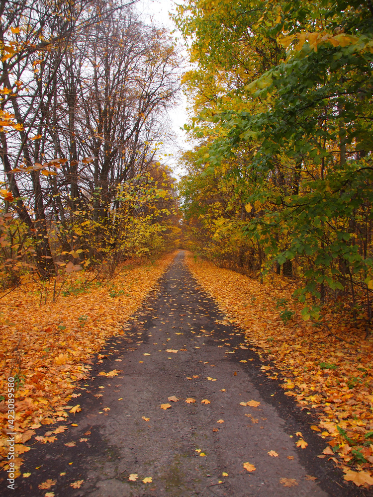 road in autumn forest