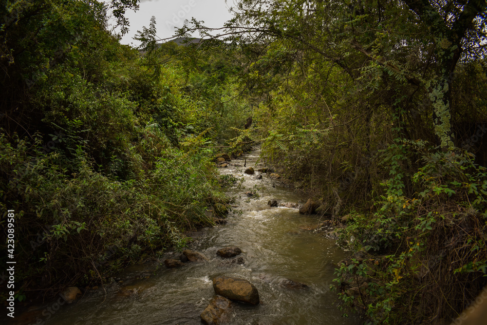 river in the forest river in the forest
