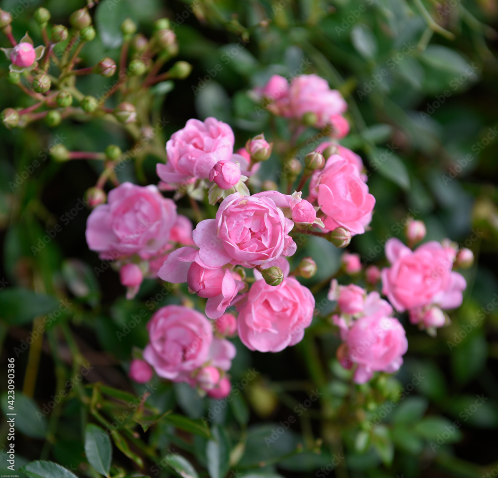 Roses Roses
