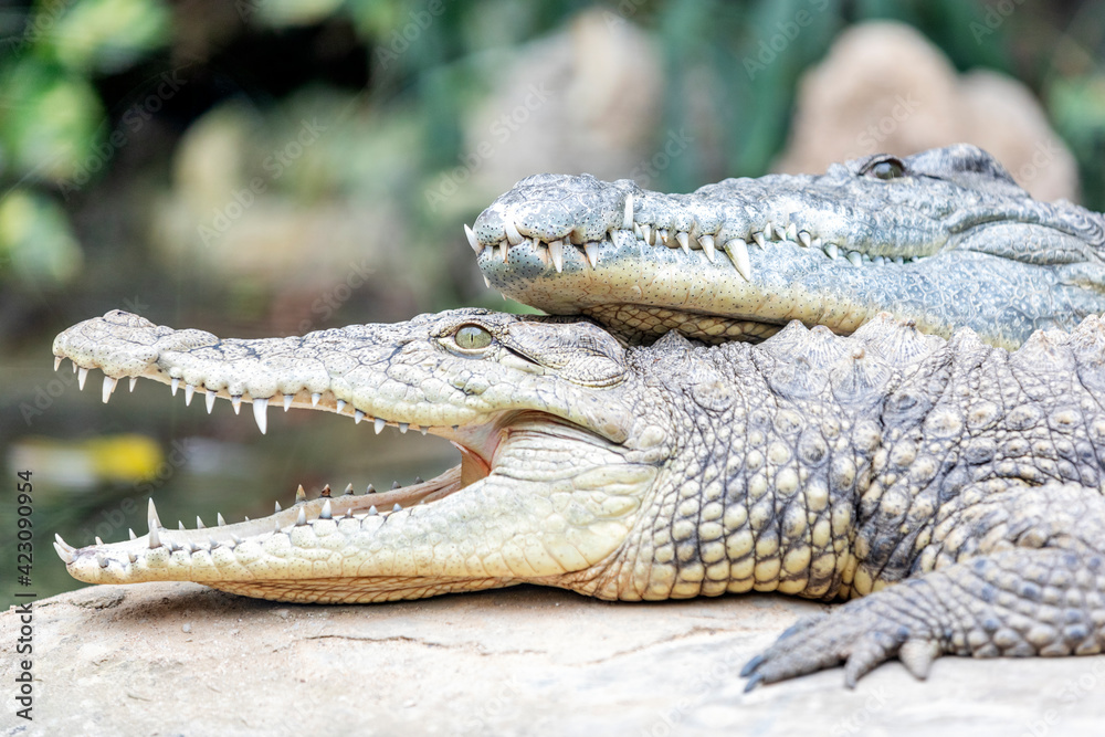 Fototapeta premium View of Nile crocodiles are resting. Nile crocodiles are opportunistic apex predators; a very aggressive species of crocodile, they are capable of taking almost any animal within their range.