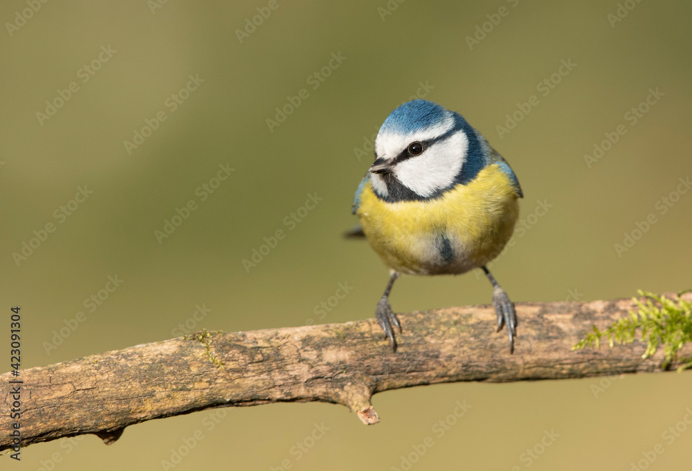 Fototapeta premium Blue tit ( Cyanistes caeruleus ) close up