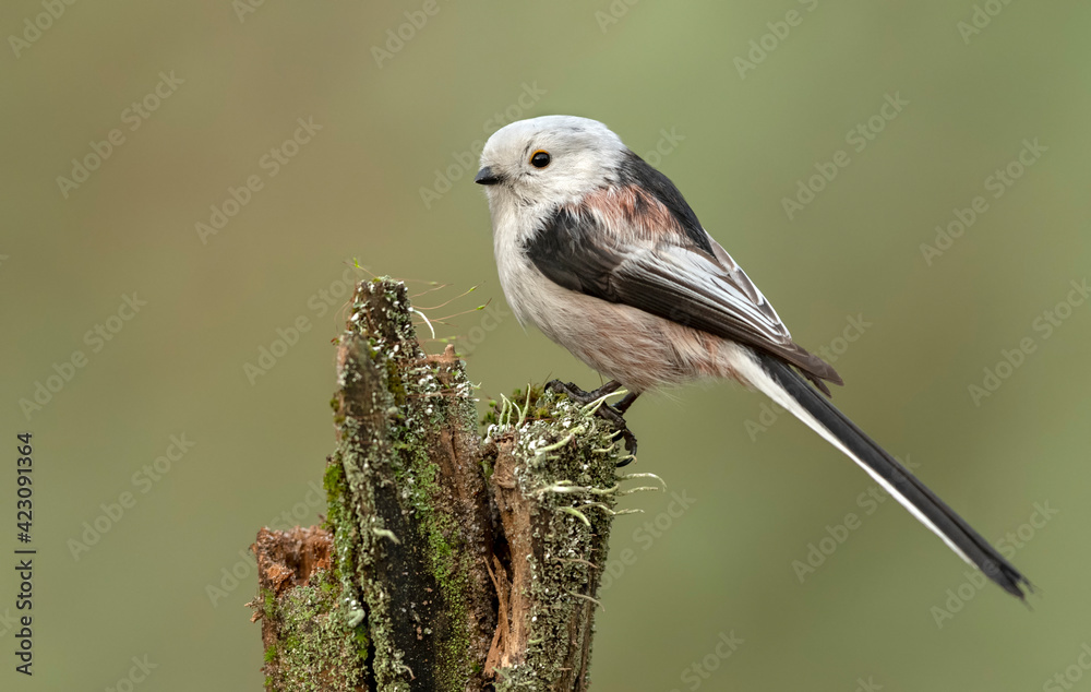 Naklejka premium Long tailed tit also known as bushtit (Aegithalos caudatus)