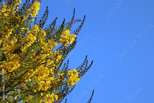 Flowers and leaves of the Brazilian firetree (Schizolobium parahyba).