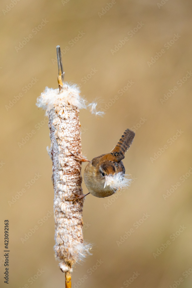 Marsh Wren Pulls Off Cattail Fuzz for Nest Building on a Spring Morning Marsh Wren Pulls Off Cattail Fuzz for Nest Building on a Spring Morning