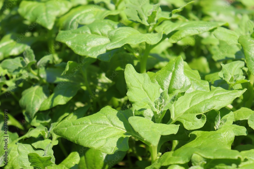 Green spinach leaves (Spinacia oleracea) Green spinach leaves (Spinacia oleracea)