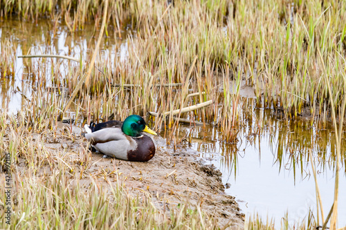 Drake Mallard Duck in Brilliant Spring Plumage