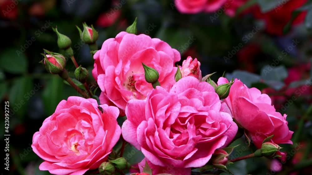pink Wild Roses In The Garden
pink Wild Roses In The Garden