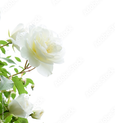 Edle weiße Rosen im Garten vor hellen Hintergrund