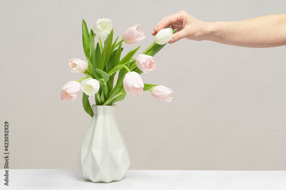 Obraz premium Woman putting flowers in vase. Composing bouquet. Bouquet pink tulips in glass vase. Woman holding tulips in her hands, florist, floristry. Place for text.