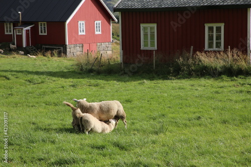  Les iles Lofoten Norvège
