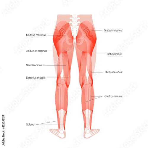 Muscular system legs